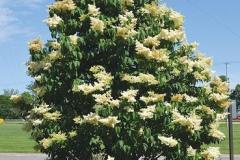 Ivory-silc-liliac