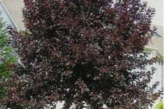 choke-cherry