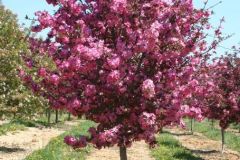 crabapple